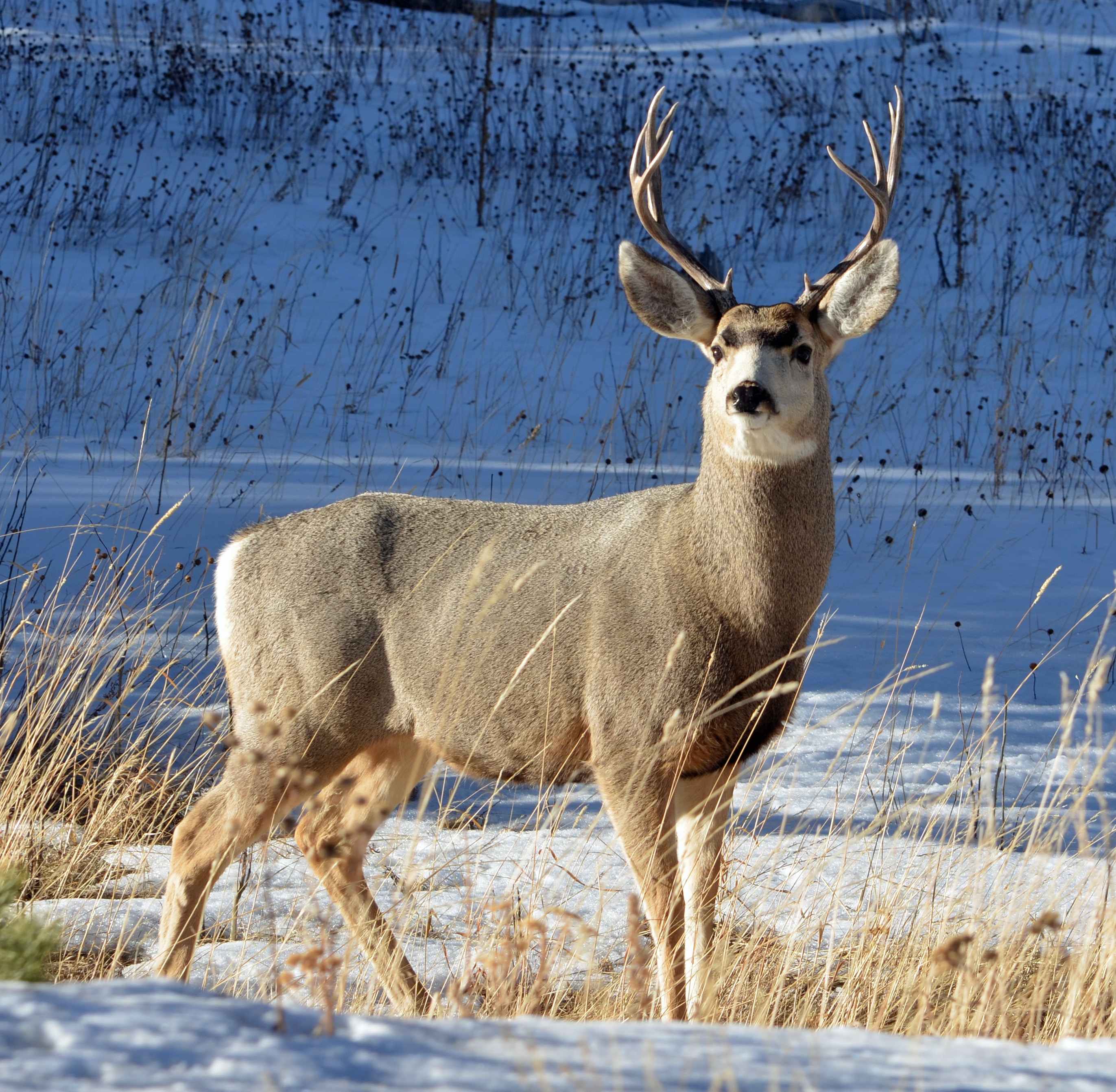 Deer Scouting: Tips and Techniques.jpg