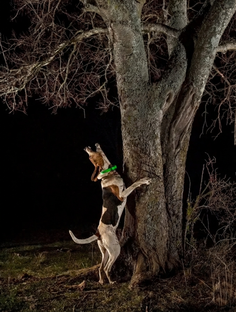 Coonhound treeing a raccoon during a nighttime hunt