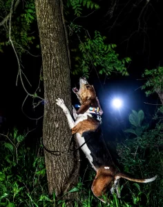 Coonhound treeing at night with no coon visible