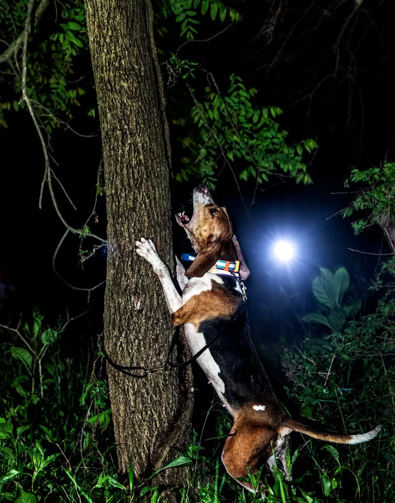Coonhound treeing at night with no coon visible