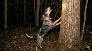 Young coonhound slick treeing early during night hunt