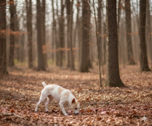Young Mountain Feist squirrel dog working a scent trail through hardwood timber during daylight hunt