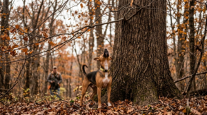 A young feist dog standing at the base of a hardwood tree in autumn timber, scenting upward toward the canopy during a squirrel dog training session.