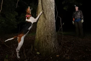 Coonhound treed during a night hunt with handler in the background