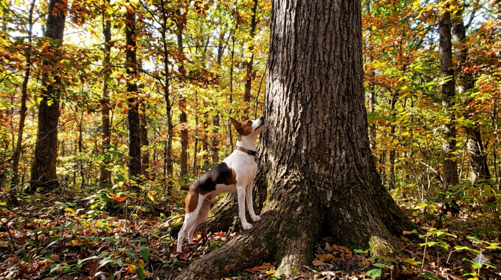 A Treeing Feist with its head raised, standing at the base of a large hardwood tree in fall woods
