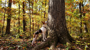 A Treeing Feist with its head raised, standing at the base of a large hardwood tree in fall woods