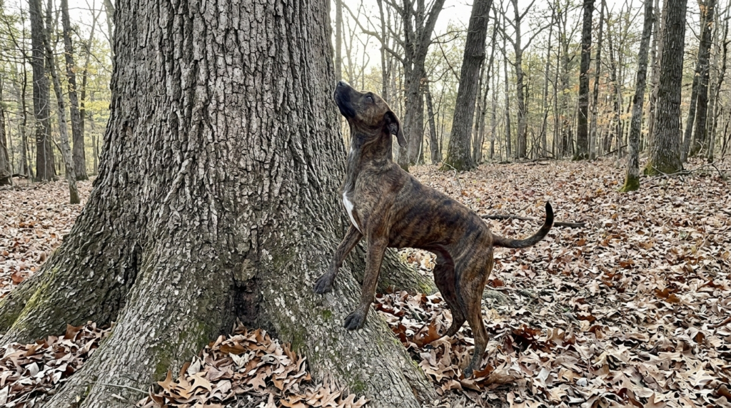 Treeing Cur hunting dog standing at the base of an oak tree looking into the canopy in open hardwood forest