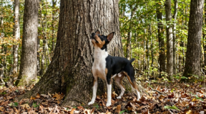 Young Feist squirrel dog at the base of a hardwood tree looking up into the canopy during an early season hunt