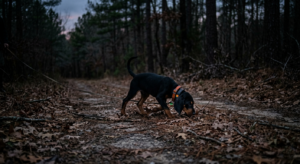Young Black and Tan Coonhound working a track on a dirt road through dry leaves during an early evening training run