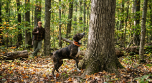 Young Treeing Cur standing at the base of an oak tree in hardwood timber during an early season squirrel hunt