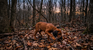 Young Redbone Coonhound working independently through hardwood timber during early coonhound training