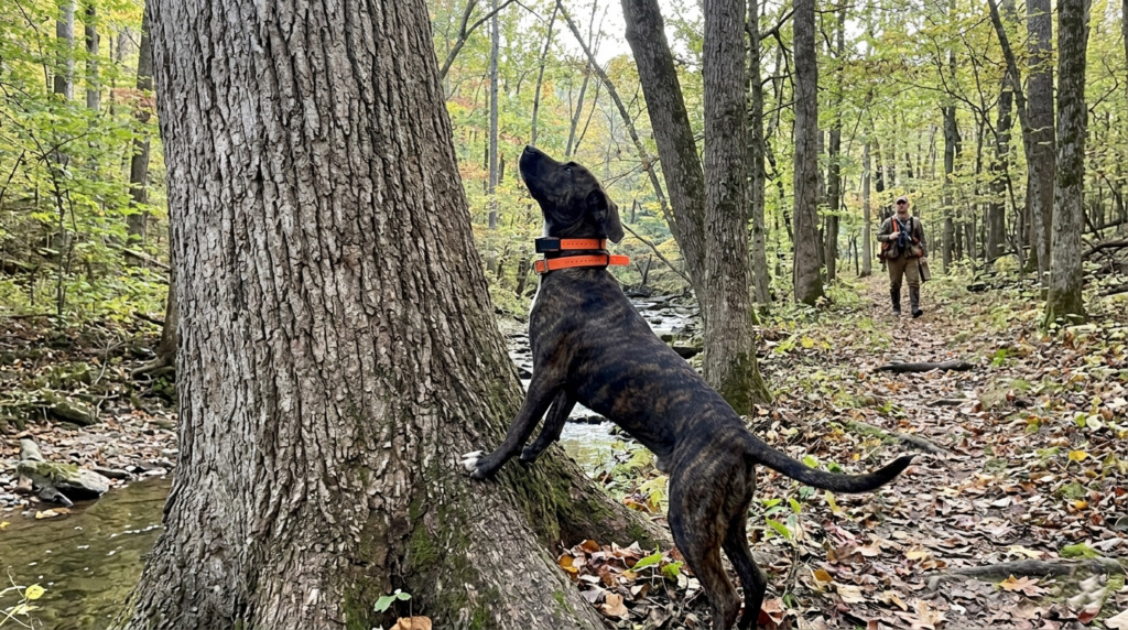 Young Mountain Cur checking a white oak tree in a hardwood creek bottom during early squirrel dog training