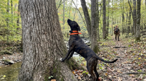 Young Mountain Cur checking a white oak tree in a hardwood creek bottom during early squirrel dog training