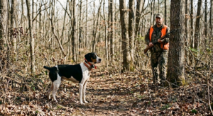 Young Treeing Cur pausing to check in with hunter at edge of oak flat during early squirrel dog training