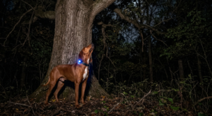 Redbone Coonhound standing alone at the base of a tree during a nighttime solo training hunt