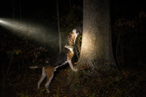 Walker hound barking at the base of a hardwood tree during a night coon hunt