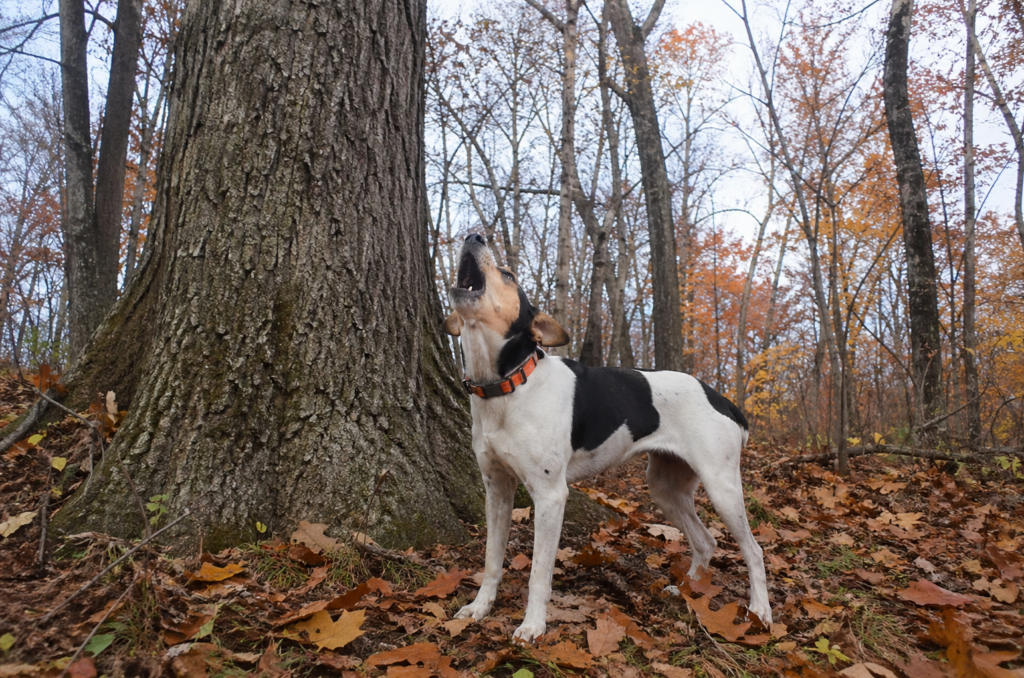 Mountain Feist squirrel dog barking at the base of a hardwood tree during a fall squirrel hunt
