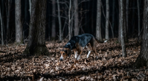 Treeing Walker Coonhound tracking through hardwood timber at night on a solo training hunt
