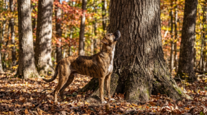 Mountain Cur squirrel dog looking up a hardwood tree during a morning squirrel hunt in autumn timber
