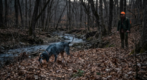 Bluetick Coonhound tracking through dry hardwood leaves along a creek bottom during an evening training hunt