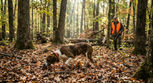 Treeing Cur following a cold squirrel track through heavy early season leaf cover in hardwood timber