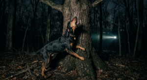 Black and Tan Coonhound barking at the base of a tree at night during a coon hunt