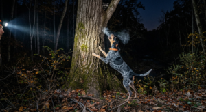 Bluetick Coonhound standing alert at the base of a tree during a fall hunt